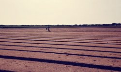 irrigation-grandes-cultures-semis-de-carotte-2-.jpg
