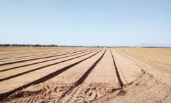irrigation-grandes-cultures-semis-de-carotte.jpg